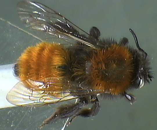 Andrena fulva